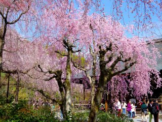 Weeping cherry trees are delicate and graceful
