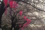 Sakura on the Ookagawa River