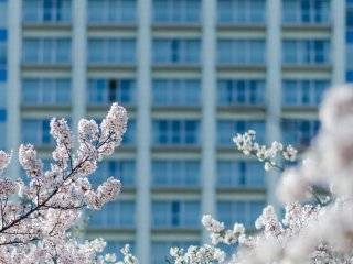 With many modern buildings around the Shibakoen area, there&#39;s plenty of contrast with the natural beauty of the cherry blossoms.