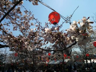 A close-up of some cherry trees. The lanterns will light up at night.&nbsp;