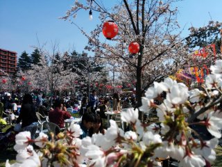 Be creative with your pictures at your next hanami.&nbsp;