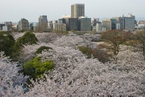 A sea of sakura as viewed from the park&#39;s highest level