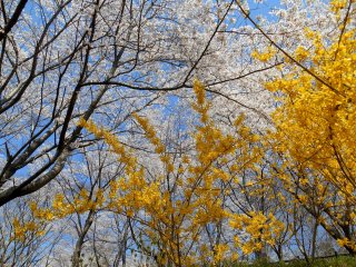Blue sky, white cherry blossoms and yellow forsythia make a great combination