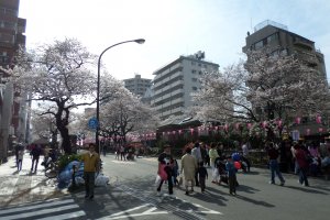Bunkyo shuts down its streets so visitors can peacefully walk through the neighborhood and enjoy the cherry blossom trees.