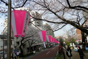 Pink lanterns line the Bunkyo Cherry Blossom Festival.