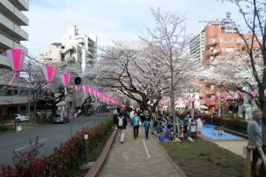 With little grass to speak of, Bunkyo citizens make the most of its famous hill by celebrating on the small sliver of land between two main roads.