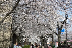 The sidewalks are also lined with dozens of cherry blossom trees.