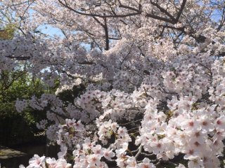 A close-up look at&nbsp;sakura