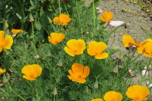 This yellow California Poppy was introduced to Japan in the middle of the 19th century