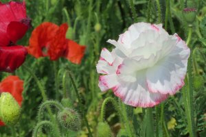 Beautiful white poppy with pink fringe