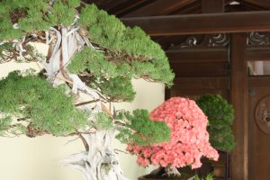 A view of 3 bonsai