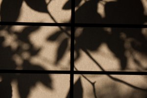 The evening sun created beautiful shadows of the leaves outside onto the paper screen.