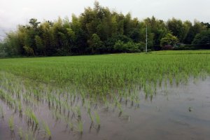 No chemicals are used on the farm, so you will find frogs, insects, and birds living inside the flooded rice fields