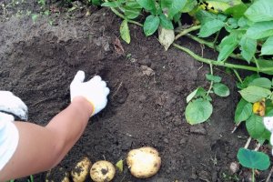 Digging up potatoes is like finding buried treasure