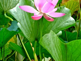 Beautiful lotus in Gyoda City, Saitama
