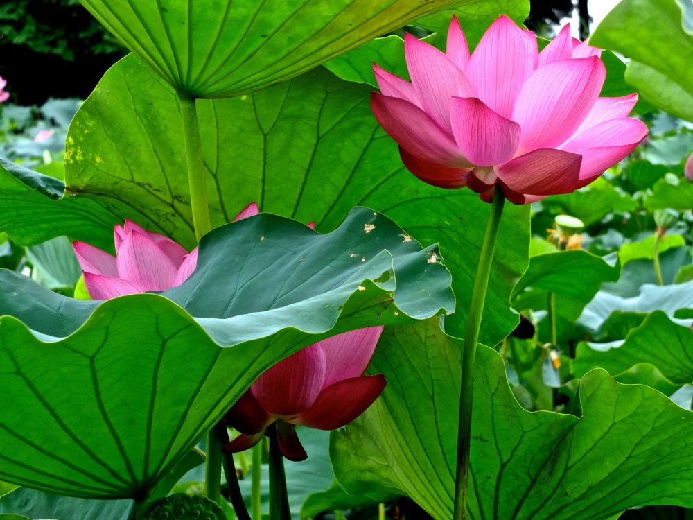 Ancient Lotus Pond in Gyoda City, Saitama
