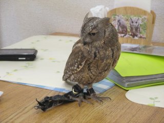 The smaller owls can walk or sleep on tables