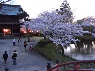 At night during cherry blossom season, the rear approach to the temple is lit up with lanterns.