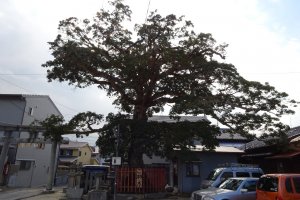 The sacred tree of Kusugutani&nbsp;Hitsuno Shrine