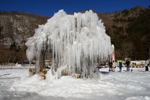 The Jyuhyo&nbsp;tree produces grand ice tree sculptures