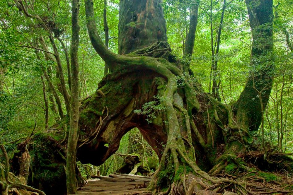 Some trees in Yakushima are giants. 