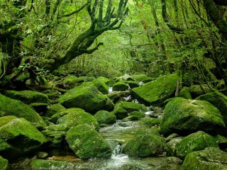 Rivers are full of moss covered stones.