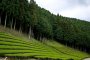 Tea Plantations in Shiga Prefecture