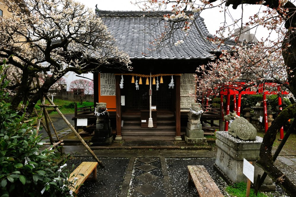 According to the legend, the Tenjin (a god of this Tenmangu shrine) played a role of a scapegoat and got hurt instead of this shrine&#39;s founder, who was attacked and stabbed but miraculously unharmed.