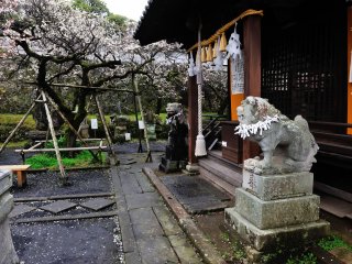 My visit coincided with the best season for plum blossoms!