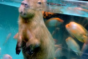 Capybara with only the top of his head above the water