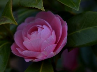 Pink camellia in the shadow