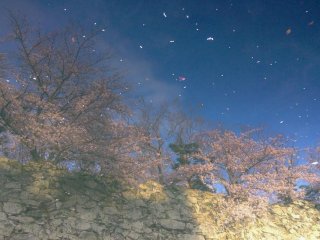 The moat reflects the cherry blossoms