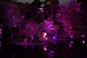 The traditional garden of Hotel Chinzanso is lit up in pink for cherry blossom season