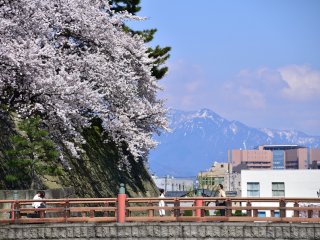 Castle bridge and cherry blossoms seen with snow-capped mountains in the distance