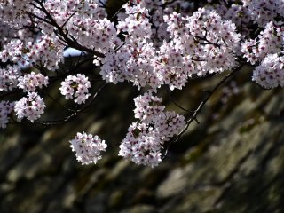 Cascading over the stone wall, cherry blossoms radiant under the sunshine