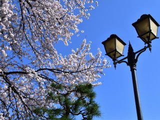 Unique combination of Europian-looking lamps, Japanese Sakura and a pine tree