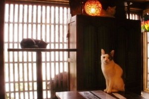 Cats in the Edo-style cafe Neko An