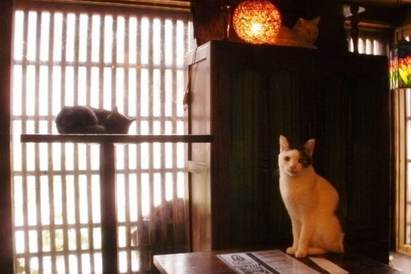 Cats in the Edo-style cafe Neko An