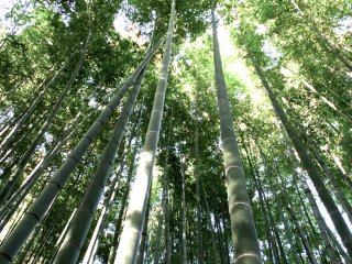 Fresh green bamboo at&nbsp;Hokokuji Temple, Kamakura