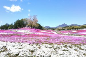 The closer you look the more you can&nbsp;discover how pretty the bloomed flowers are. But with&nbsp;a wider perspective, you will find an amazing view of the moss phlox art.