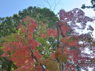 Foliage next to&nbsp;Danjo Garan