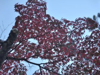 Dark red leaves make a stark contrast to the light blue sky