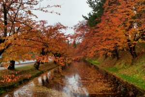 Surreal red leaves in Hirosaki