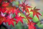 Okutama's Autumn Colors 