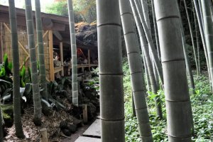 Tea house set in bamboo grove