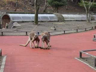 There is a part of the park where you can feed and touch animals. This includes kangaroos, dogs, cats and some other animals. 