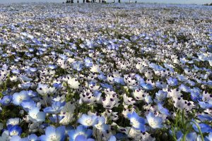 There were two types of nemophila.