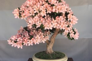This bonsai is pretty in pink