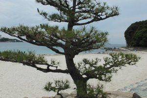 Beautiful pine trees on the beach