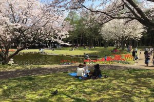 Japanese park during sakura season 